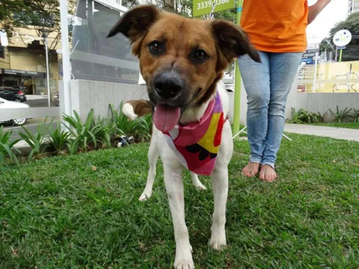 Cachorro ra a srd idade 2 anos nome Stella