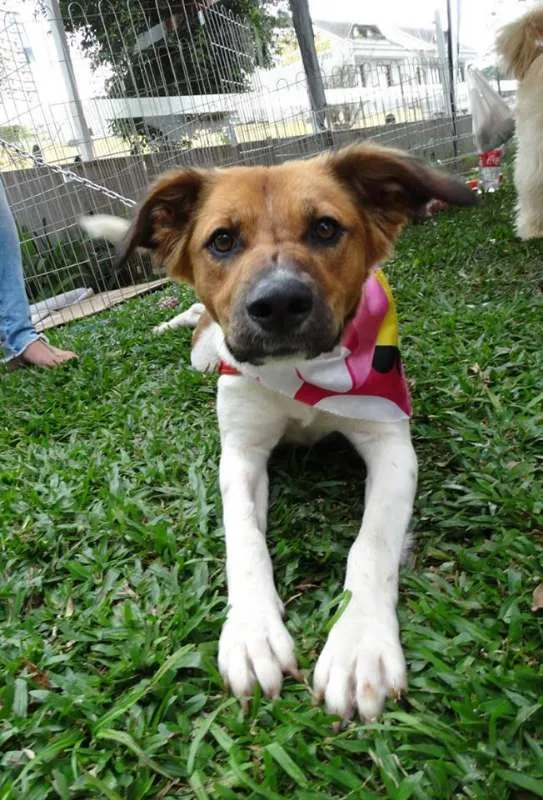Cachorro ra a srd idade 2 anos nome Stella