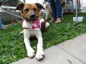 Cachorro raça srd idade 2 anos nome Stella