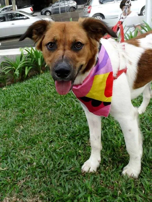 Cachorro ra a srd idade 2 anos nome Stella