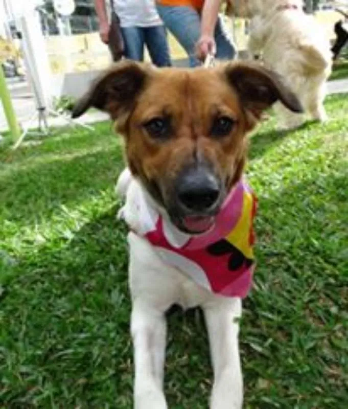 Cachorro ra a srd idade 2 anos nome Stella