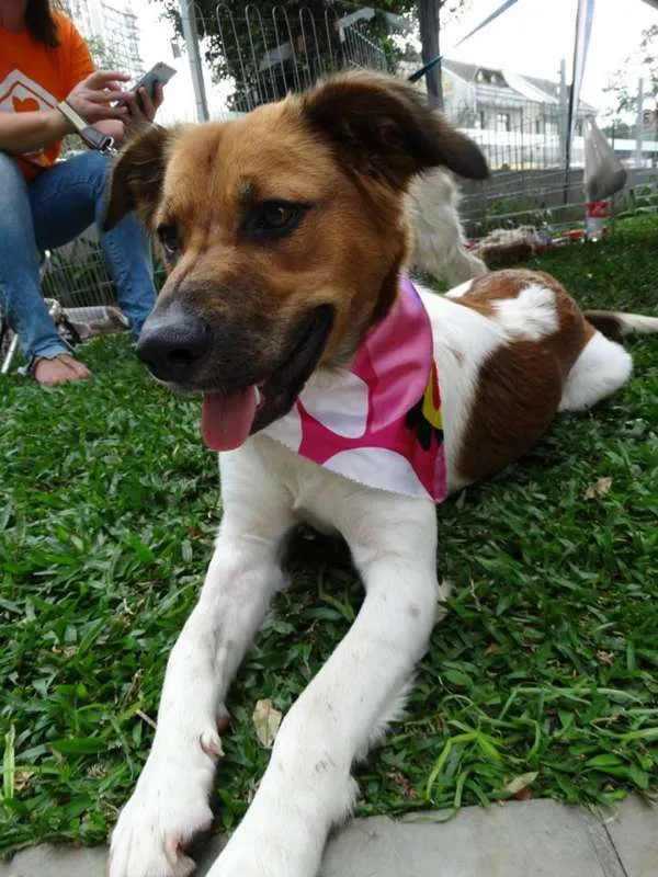 Cachorro ra a srd idade 2 anos nome Stella