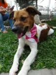 Stella