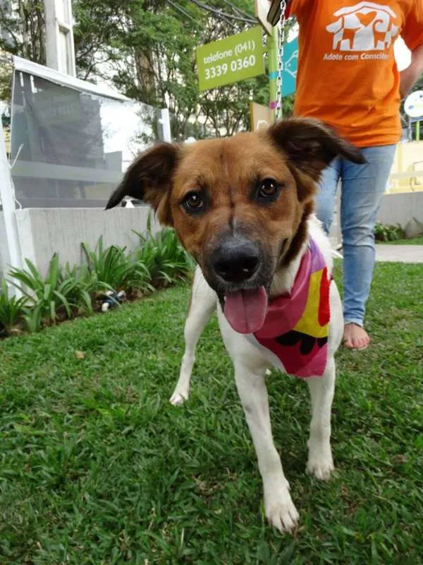 Cachorro ra a srd idade 2 anos nome Stella