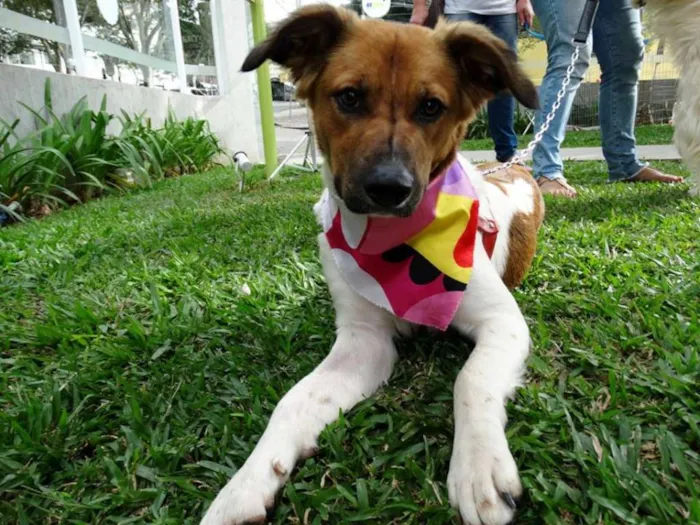 Cachorro ra a srd idade 2 anos nome Stella