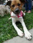 Stella
