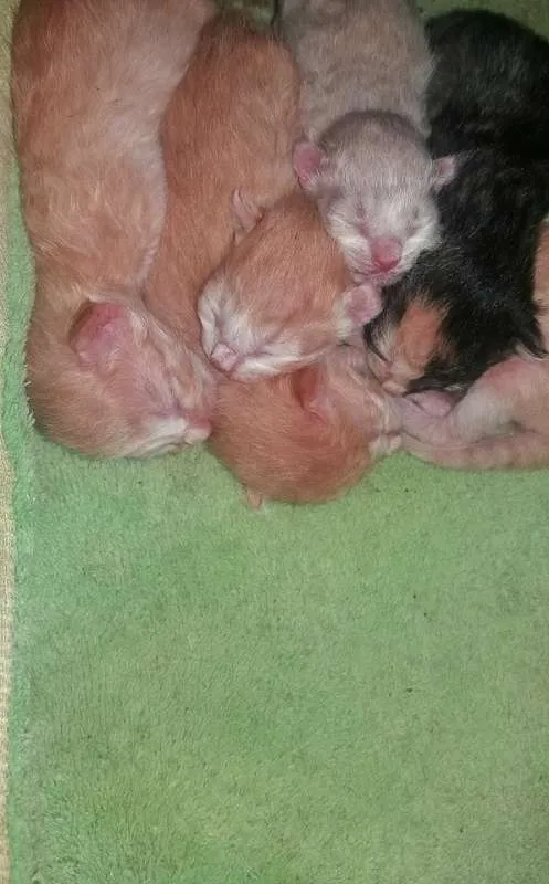 Gato raça sdr idade Abaixo de 2 meses nome recem nascidos