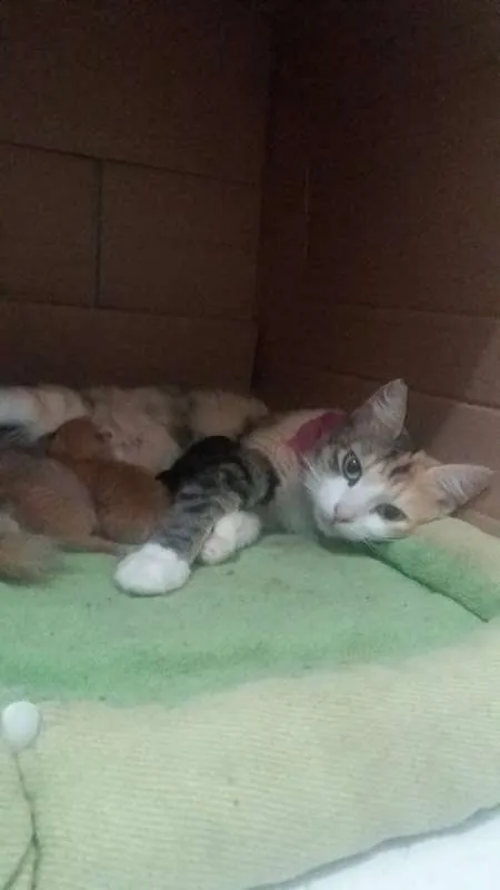 Gato raça sdr idade Abaixo de 2 meses nome recem nascidos