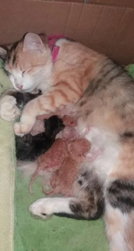 Gato raça sdr idade Abaixo de 2 meses nome recem nascidos