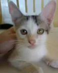 Branquinha