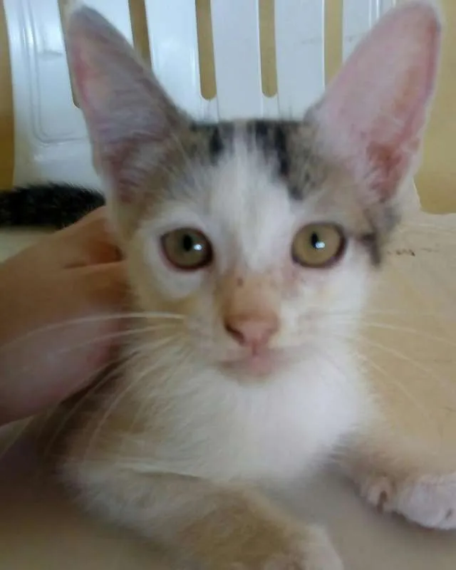 Gato ra a  idade 2 a 6 meses nome Branquinha