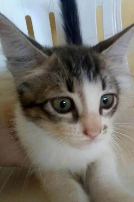 Gato ra a  idade 2 a 6 meses nome Lobinha