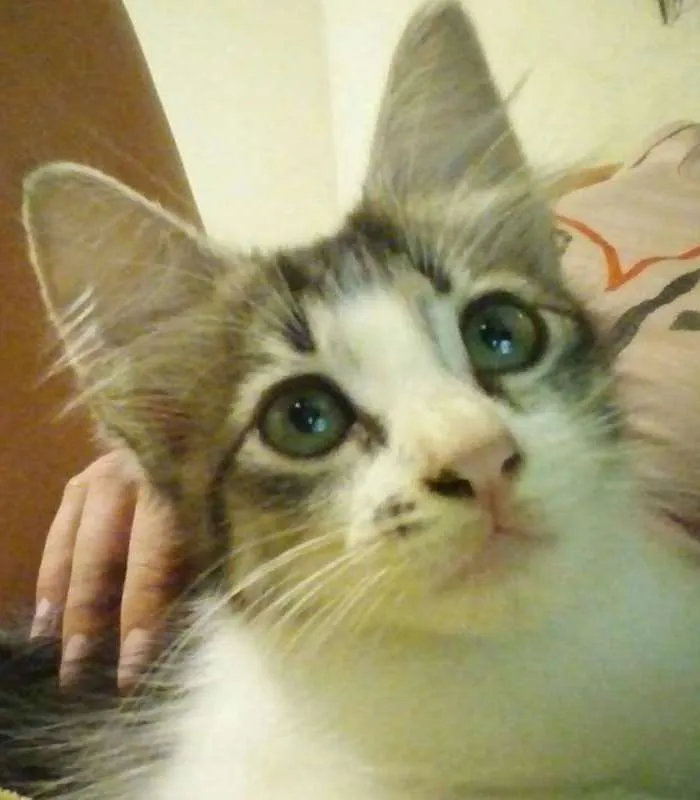 Gato ra a  idade 2 a 6 meses nome Lobinha