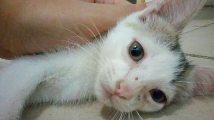 Gato ra a  idade 2 a 6 meses nome Branquinha