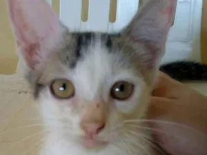 Gato raça  idade 2 a 6 meses nome Branquinha