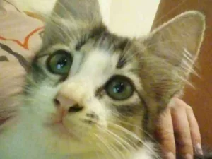 Gato raça  idade 2 a 6 meses nome Lobinha