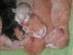 Gato raça sdr idade Abaixo de 2 meses nome recem nascidos