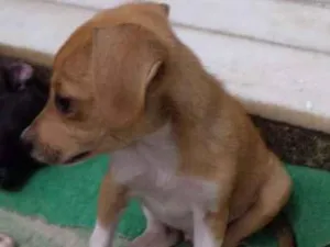 Cachorro raça indefinida idade 2 a 6 meses nome a escolher