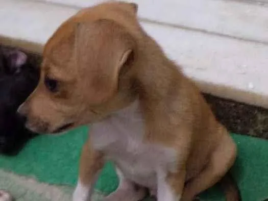 Cachorro ra a indefinida idade 2 a 6 meses nome a escolher