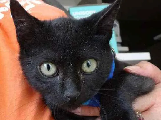 Gato ra a srd idade 2 a 6 meses nome Todynho
