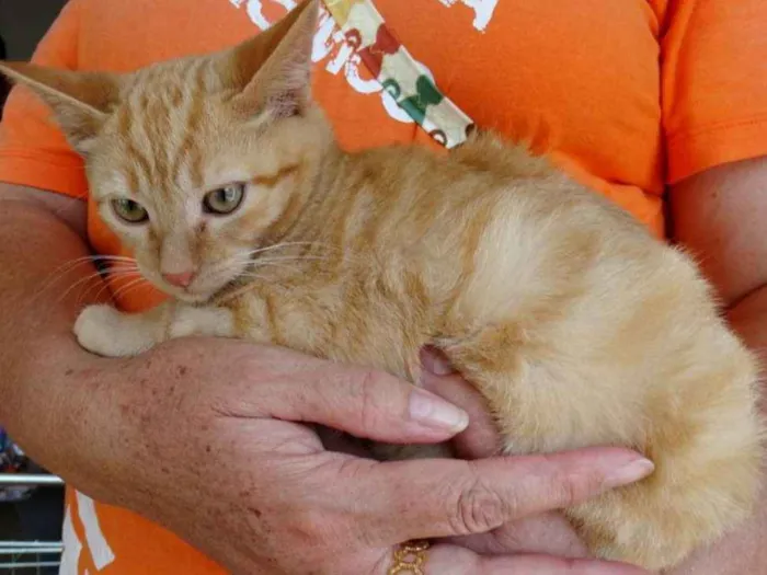 Gato ra a srd idade 2 a 6 meses nome Kim
