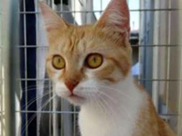 Gato ra a SRd idade 1 ano nome Kate
