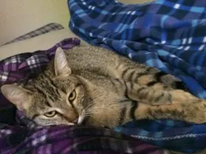 Gato raça  idade 7 a 11 meses nome LARINHA