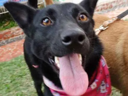 Cachorro ra a SRD idade 1 ano nome Preta