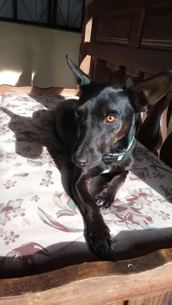 Cachorro raça Vira-lata idade 1 ano nome Spock