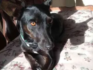 Cachorro raça Vira-lata idade 1 ano nome Spock