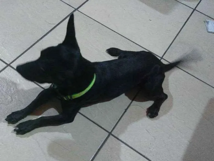Cachorro raça Vira-lata idade 1 ano nome Spock