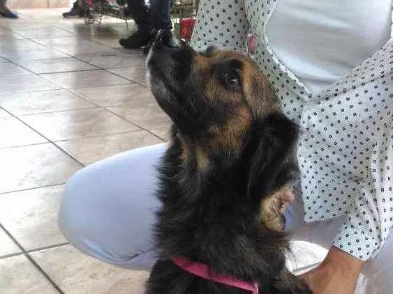 Cachorro ra a SRD idade 1 ano nome Sem nome