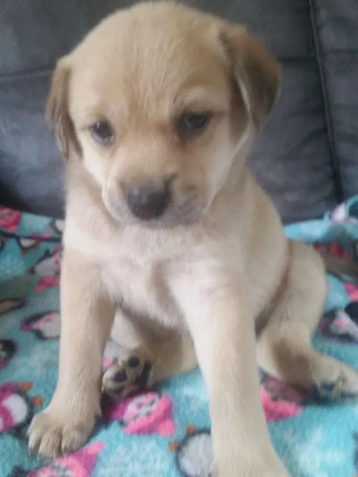 Cachorro ra a Srd idade Abaixo de 2 meses nome Samy