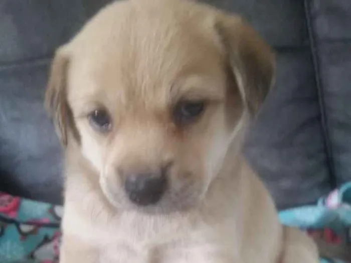Cachorro ra a Srd idade Abaixo de 2 meses nome Samy