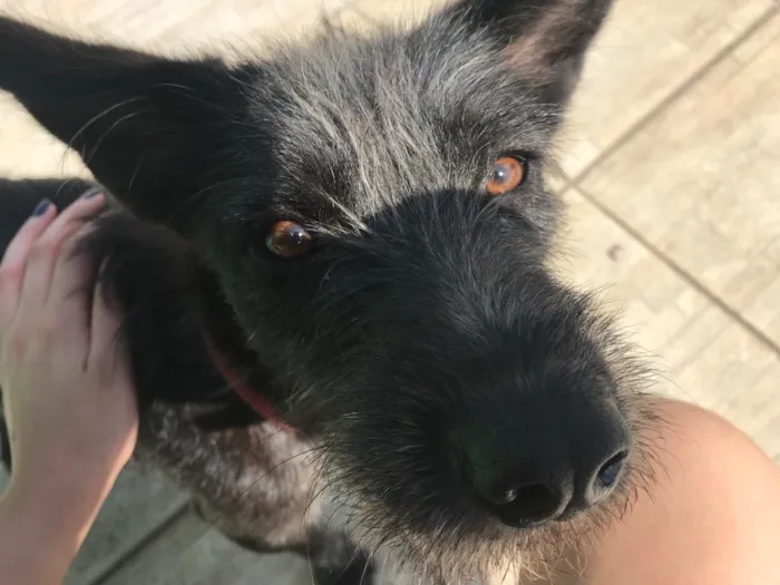 Cachorro raça SRD idade 2 anos nome Frida 
