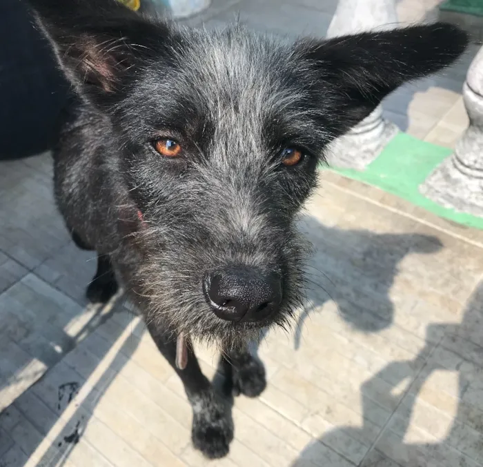 Cachorro raça SRD idade 2 anos nome Frida 