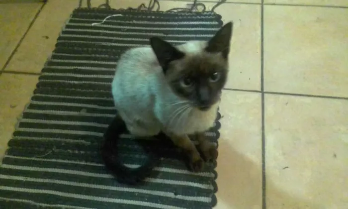 Gato ra a Siames  idade 2 a 6 meses nome Não sei