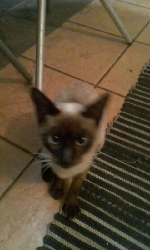 Gato ra a Siames  idade 2 a 6 meses nome Não sei
