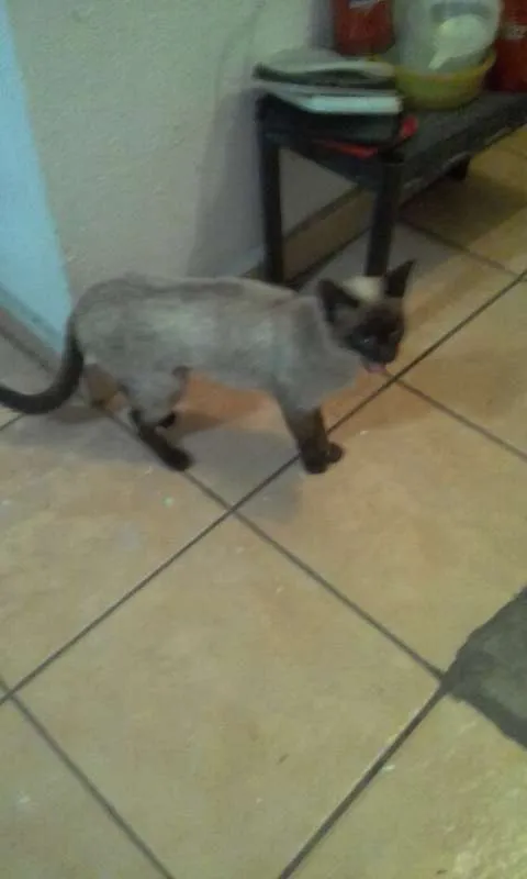 Gato ra a Siames  idade 2 a 6 meses nome Não sei
