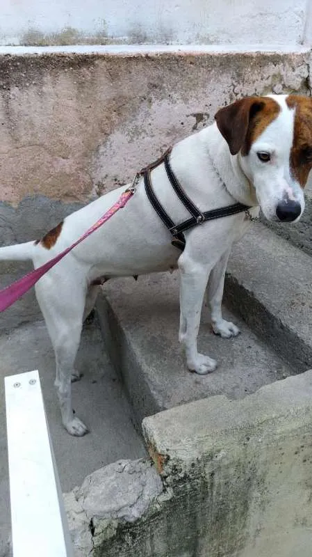 Cachorro ra a mix idade  nome Filo