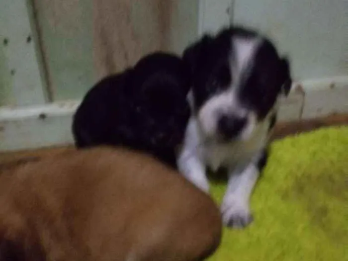 Cachorro ra a Maltês mestiço idade Abaixo de 2 meses nome Filhotes