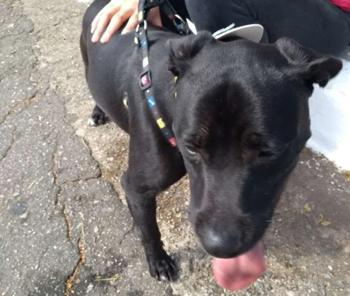 Cachorro raça MIX idade  nome POCOTÓ