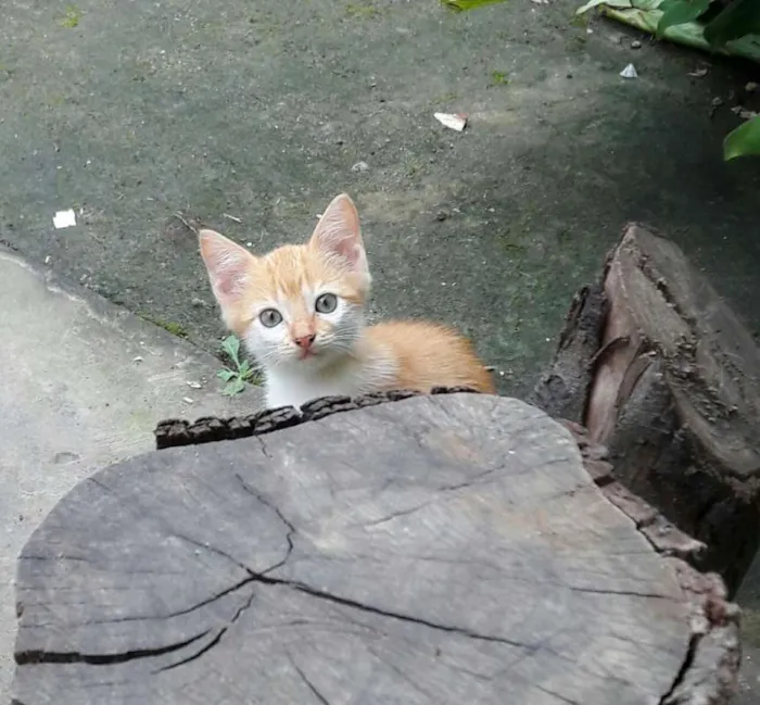 Gato ra a Indefinida idade 2 a 6 meses nome Aguardando Nome