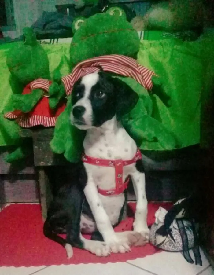Cachorro ra a SRD  idade 2 a 6 meses nome Pitica 