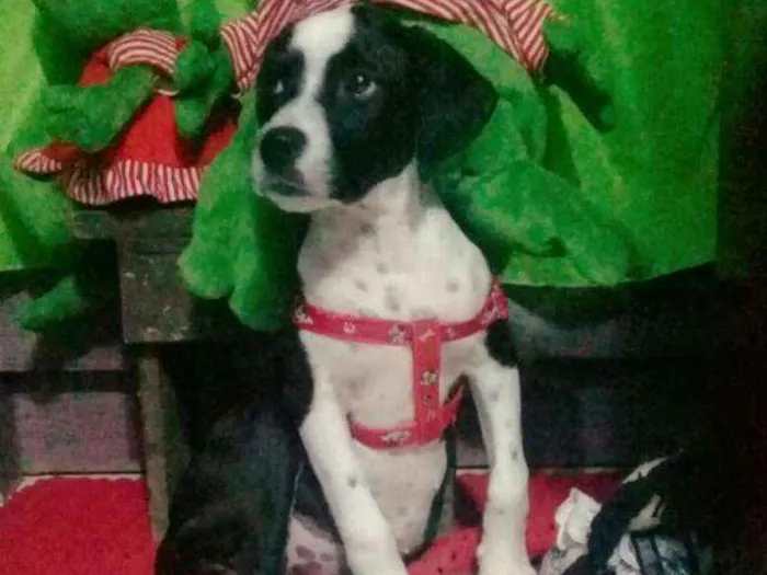 Cachorro ra a SRD  idade 2 a 6 meses nome Pitica 