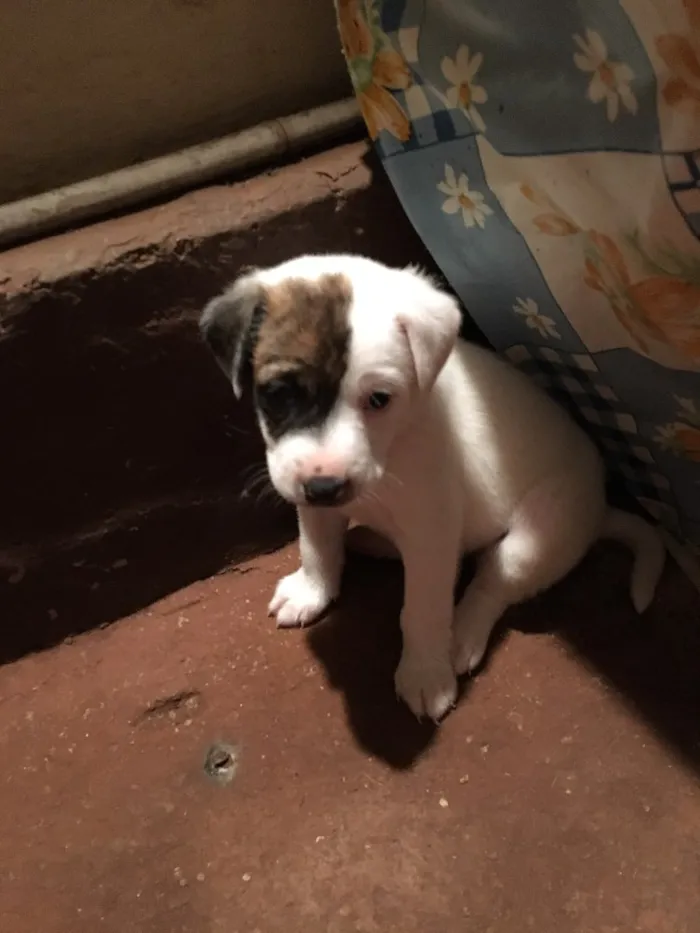 Cachorro ra a SRD idade Abaixo de 2 meses nome Jack