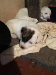 Jack