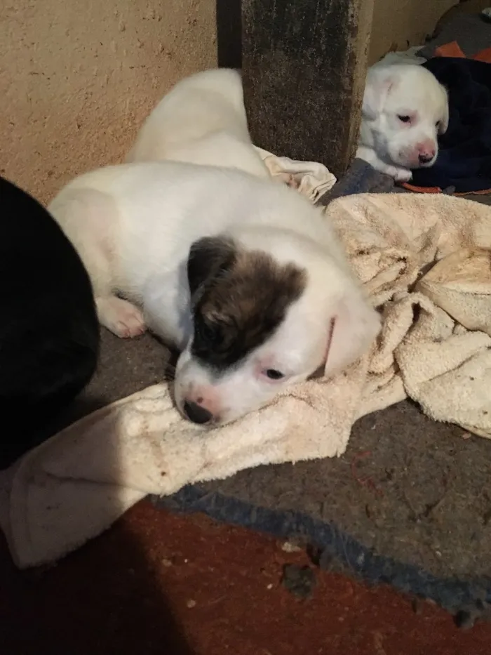 Cachorro ra a SRD idade Abaixo de 2 meses nome Jack