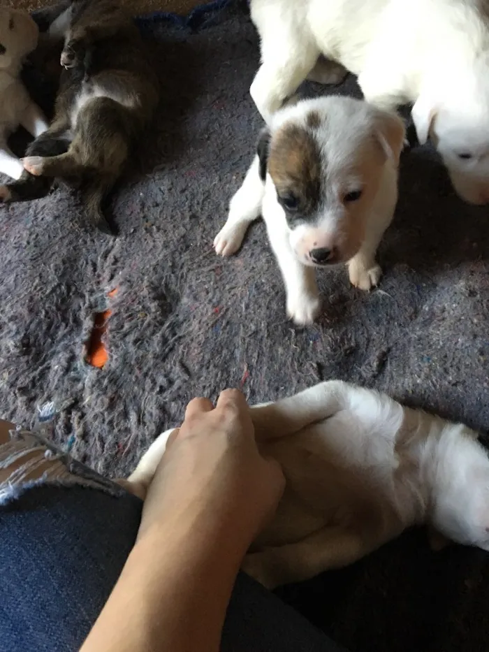 Cachorro ra a SRD idade Abaixo de 2 meses nome Jack