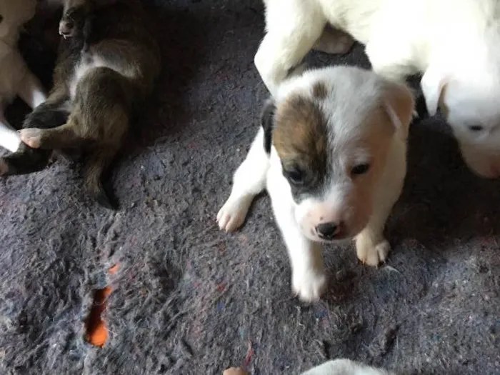 Cachorro ra a SRD idade Abaixo de 2 meses nome Jack
